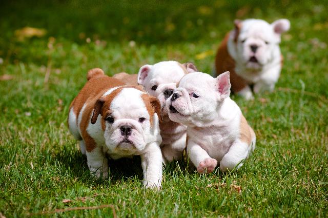 Cachorros fêmeas: Dicas de nomes para todos os tamanhos