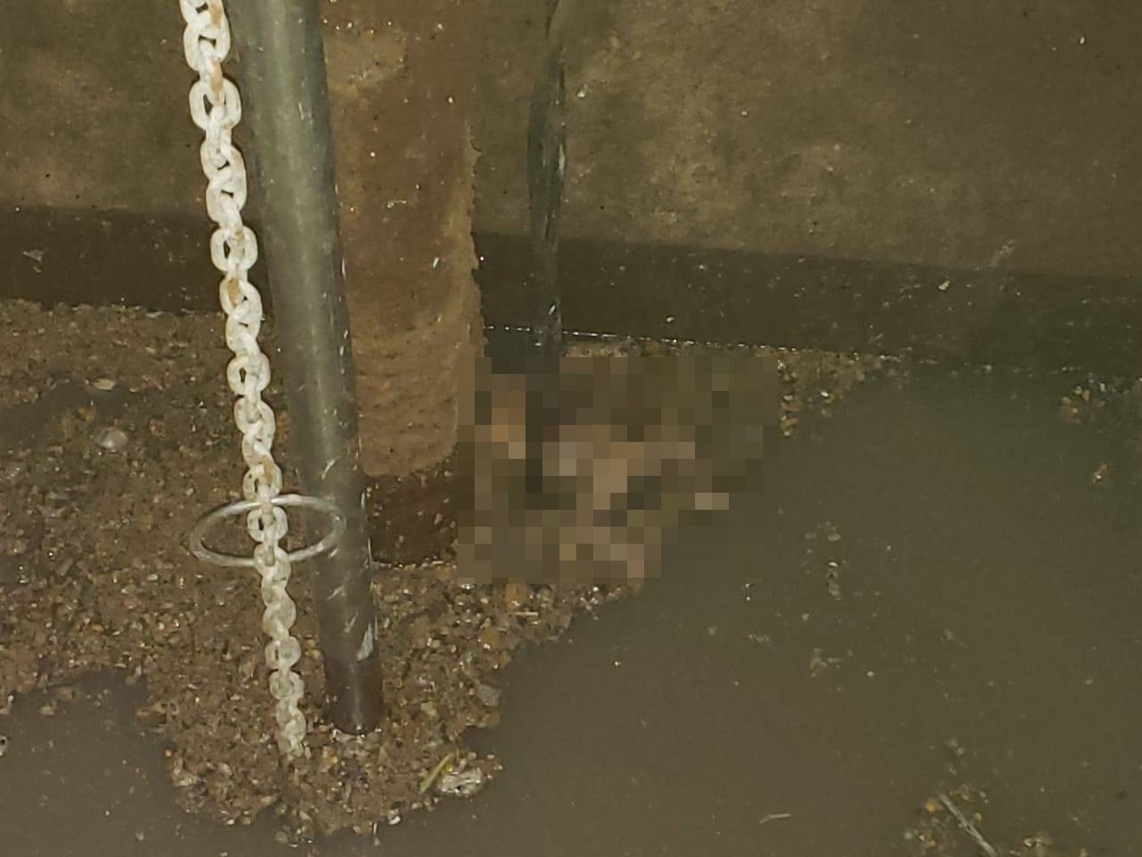 Mãe confessa ter jogado filho recém-nascido no esgoto