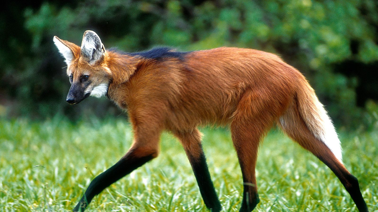 Brasil terá nota de R$ 200 com lobo-guará estampado; saiba detalhes