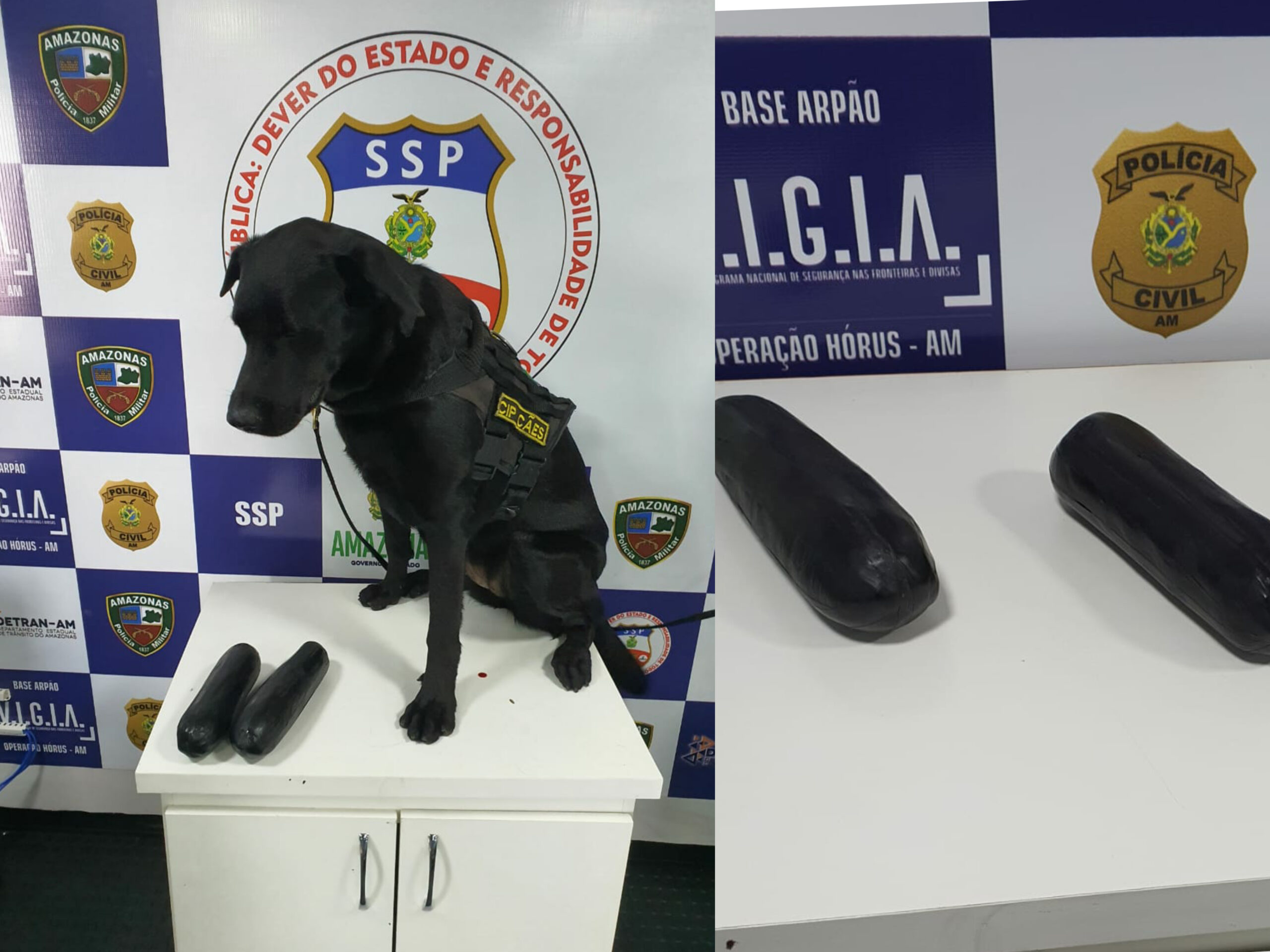 Cão farejador dedura mulheres com droga colada ao corpo e elas são presas, no Amazonas