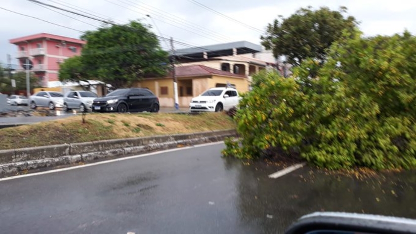 Forte temporal faz com que árvore caia no meio da Avenida Carvalho Leal; veja video