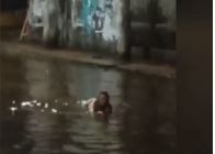 Depois da Sereia, ‘Iara do Amazonas’ também resolve nadar nas águas cristalinas do Centro de Manaus; veja vídeo