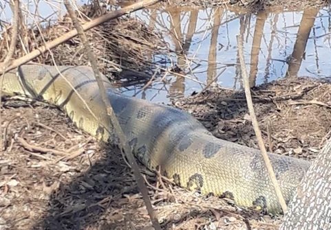 “Olha o tamanho desse bicho”: sucuri gigante percorre fazenda e assusta moradores; veja vídeo