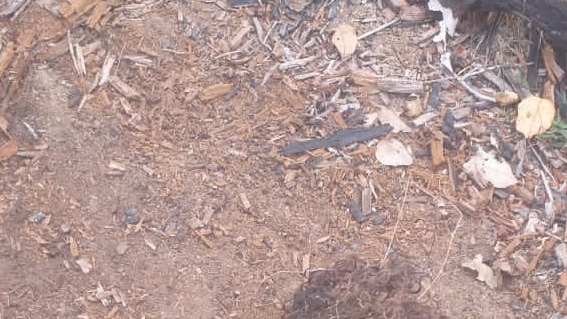 Imagens fortíssimas: decapitado, corpo é encontrado em avançado estado de decomposição, no Amazonas