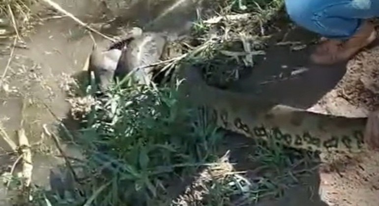 Vídeo mostra momento em que cachorro é brutalmente atacado por sucuri; veja