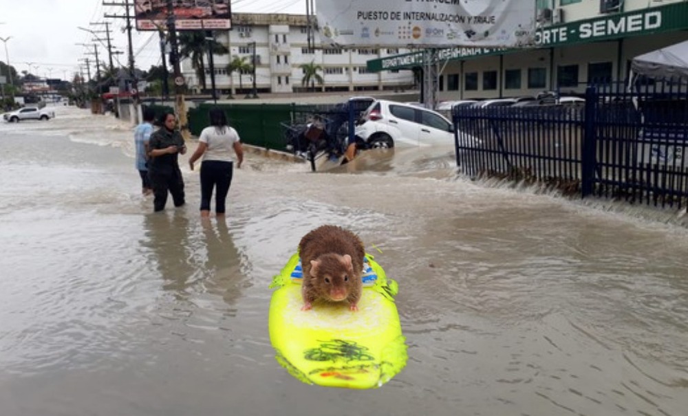 Ratos ‘surfam’ nas águas que invadem as ruas de Manaus, durante temporal; veja