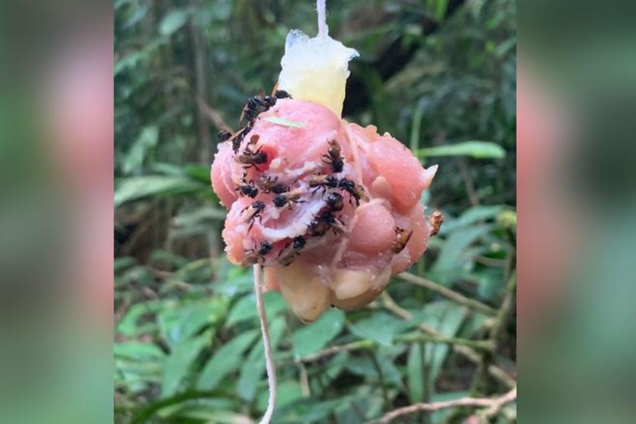 Abelhas carnívoras desenvolvem bactérias intestinais para comer carne