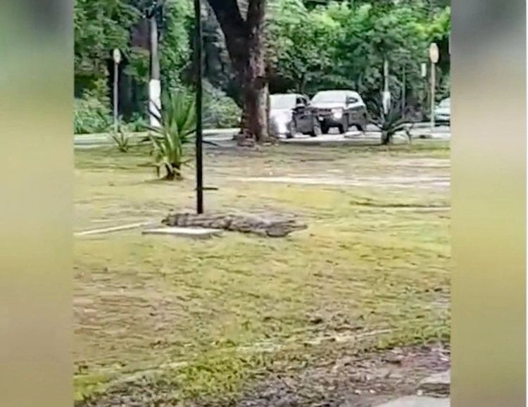Jacaré é flagrado passeando na Bola das Letras, em Manaus; veja vídeo
