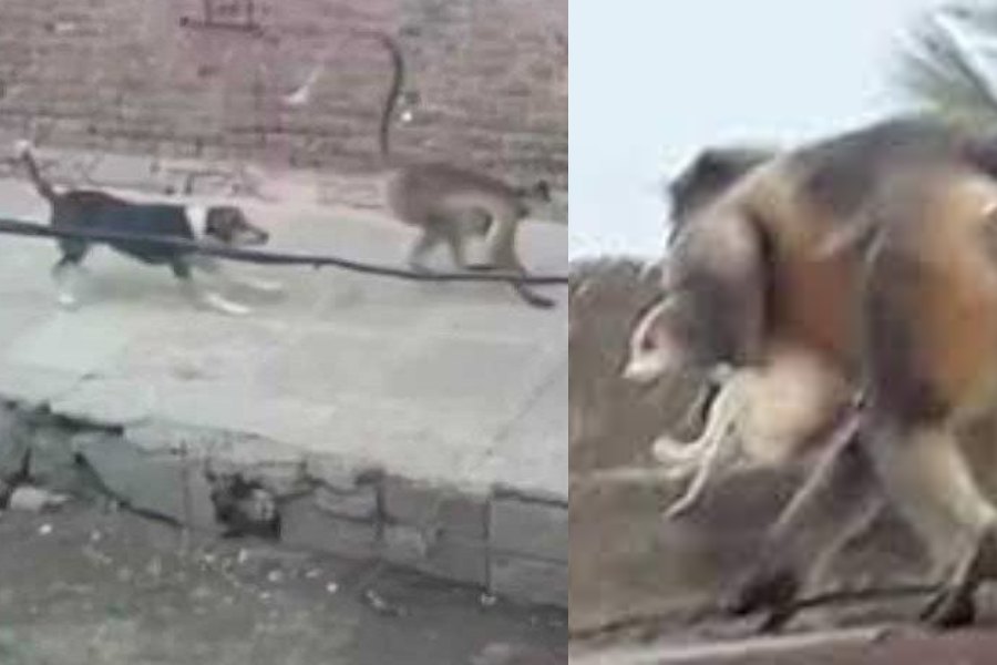 'Facção Animal': cachorro mata macaco e primatas se vingam jogando mais de 250 cães de prédio