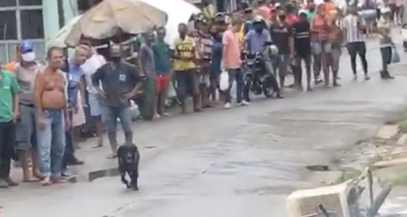 Revoltante: pessoas sabem que cachorro poderá morrer mas não fazem nada
