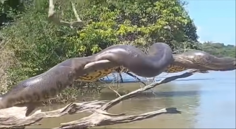 Sucuri gigante ataca idoso e pescadores entram em desespero para salvá-lo; veja vídeo