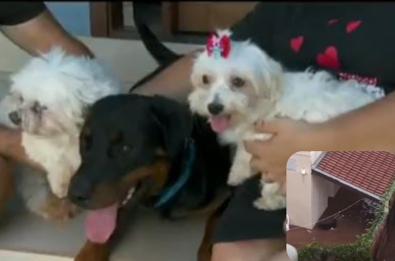 Rottweiler salva outros dois cães durante enchente em São Paulo; veja vídeo