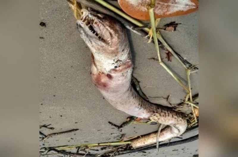 “Monstro marinho” é encontrado em praia brasileira