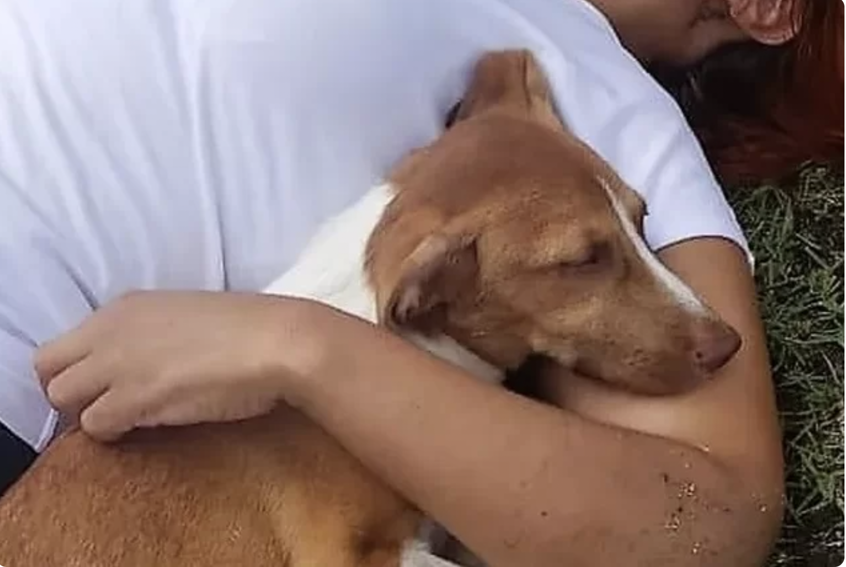 Mulher cai da moto ao desviar de cão e ele permanece ao lado dela até a chegada do resgate