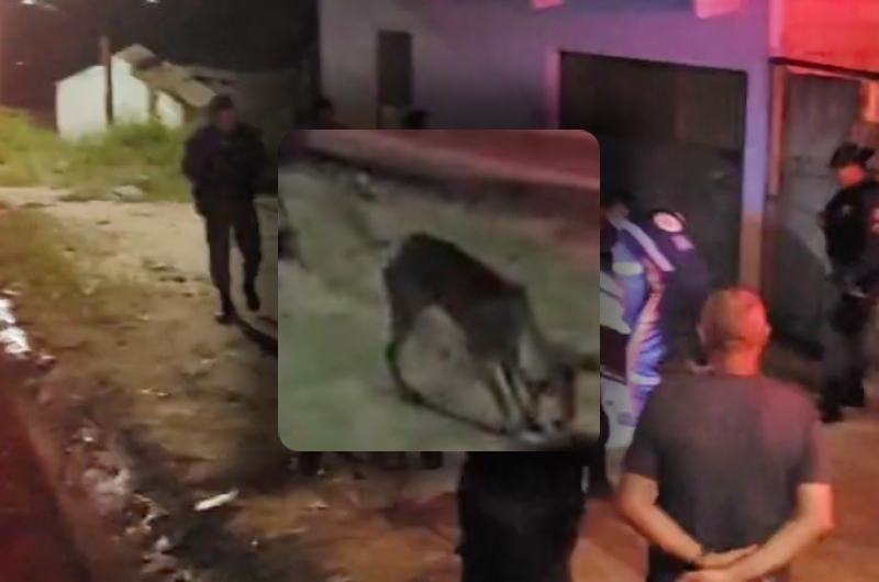 Após tiroteio no Val Paraíso, cachorro lambe poça de s4ngue de homem baleado